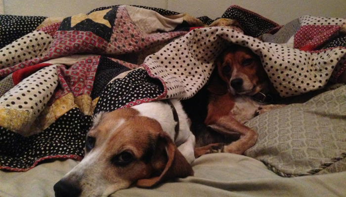 Meet The Beagles