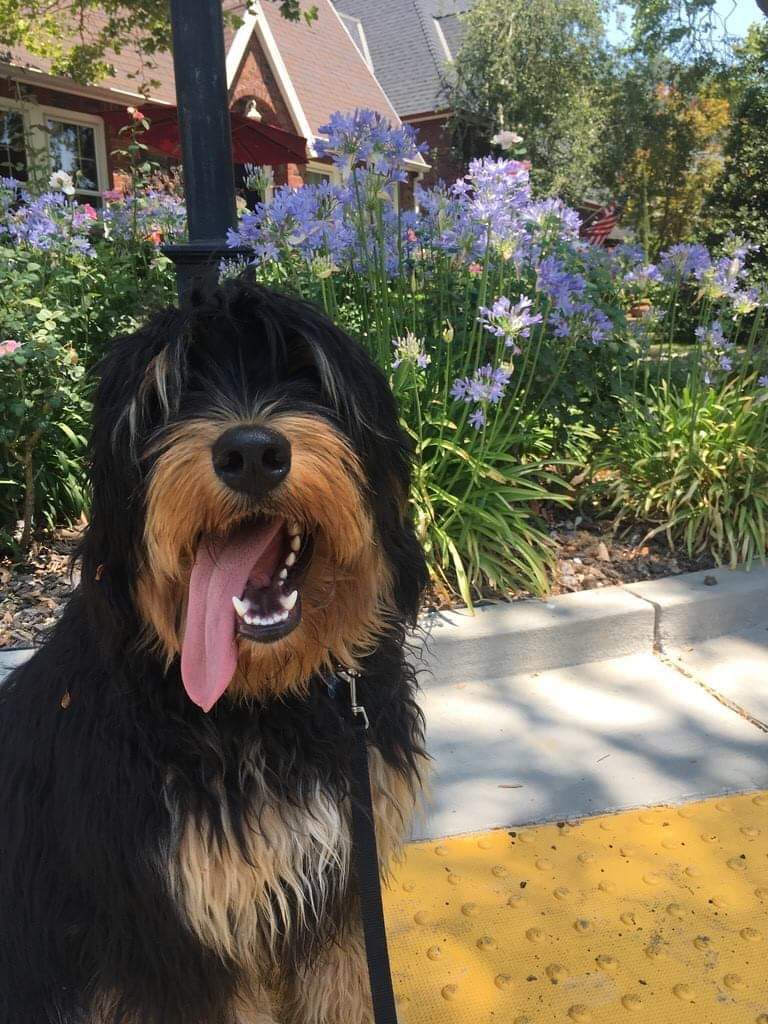 Dog Walkers Sacramento