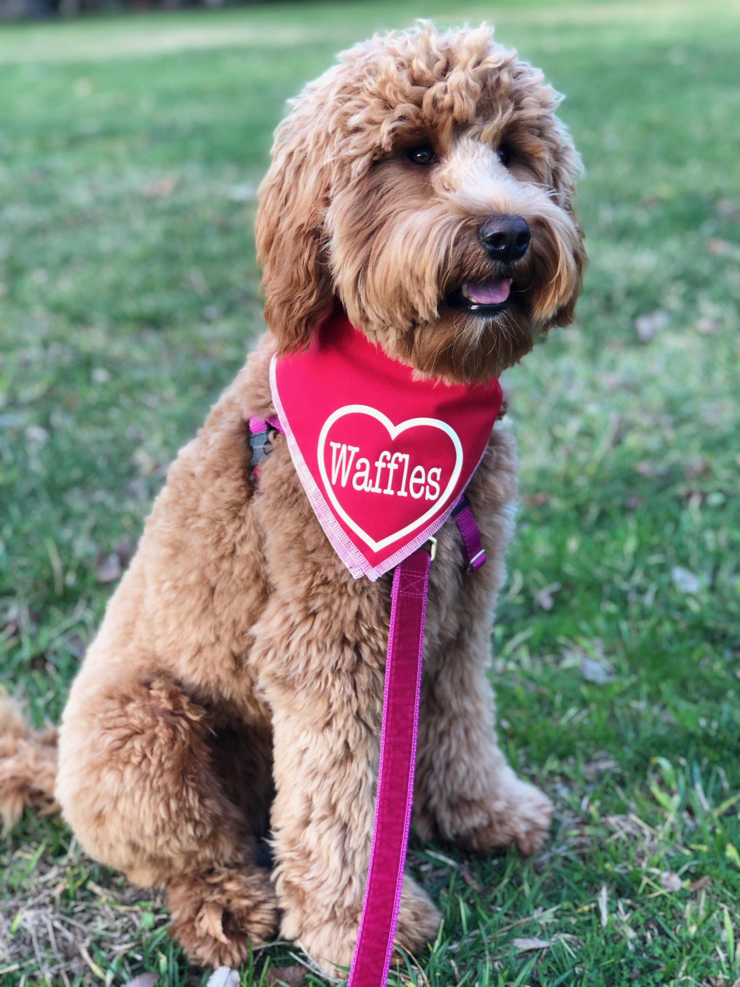 February Pet of the Month- Waffles!