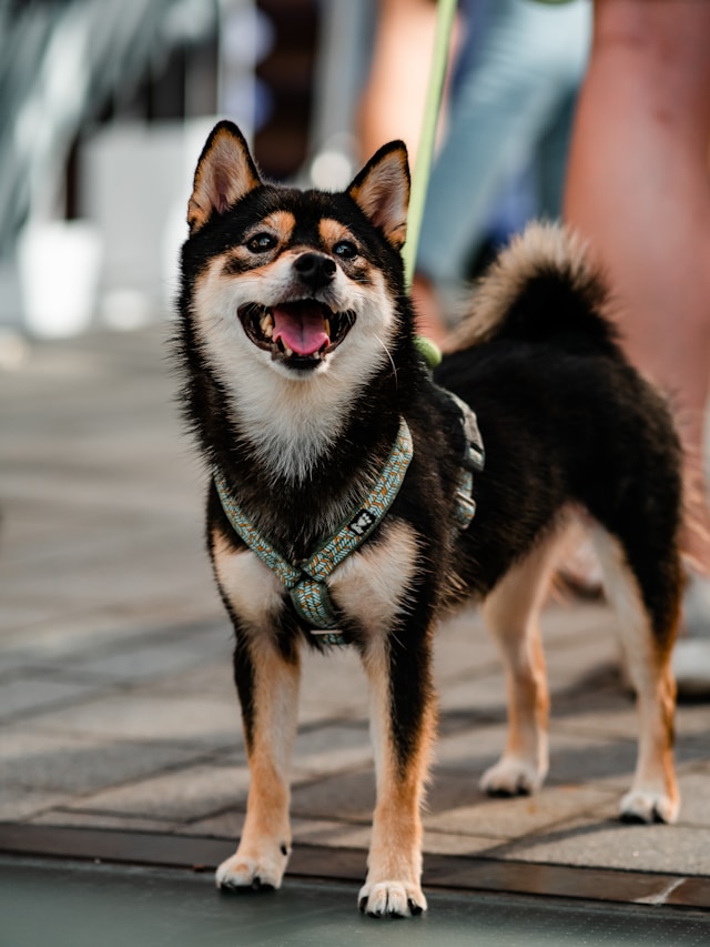 cute dog in training at midtown mutts